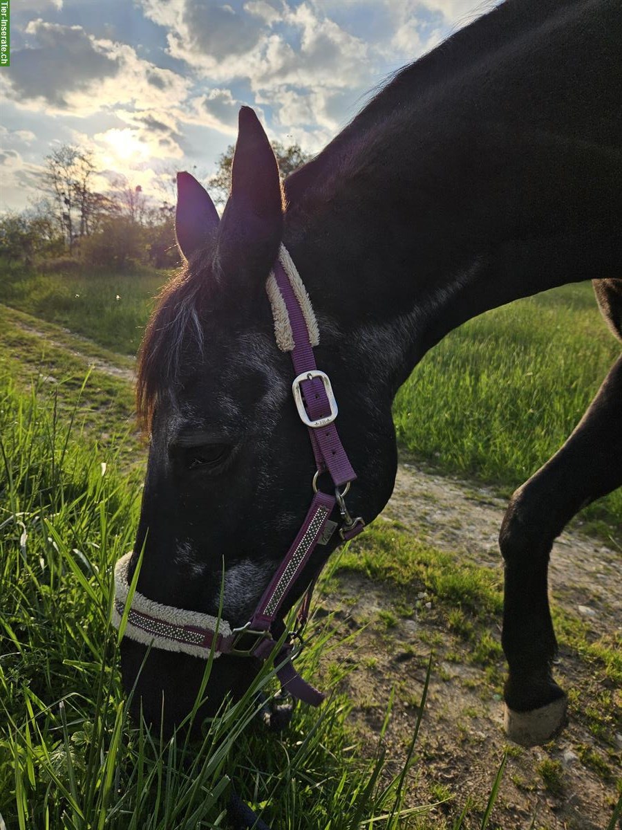 Oldi sucht Pflegebeteiligung (kein Reiten), nähe 4105 Biel-Benken