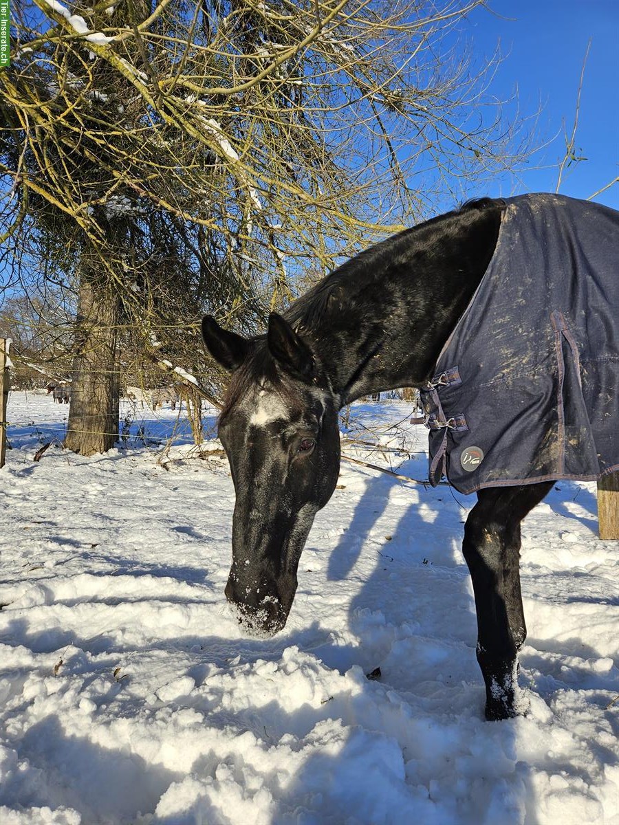Bild 2: Oldi sucht Pflegebeteiligung (kein Reiten), nähe 4105 Biel-Benken