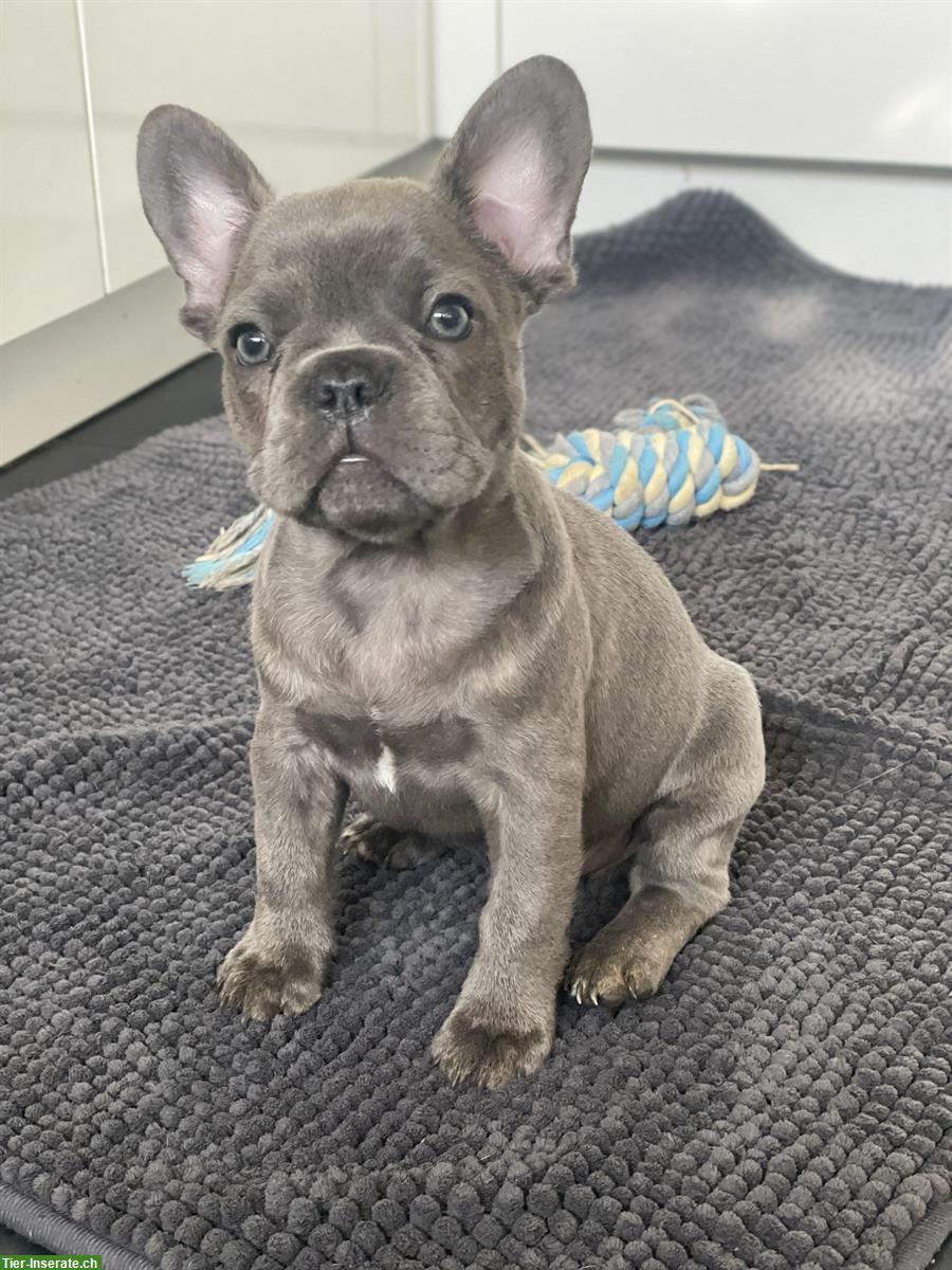 Wurfankündigung Französische Bulldogge Welpen für ausgesuchte Plätze