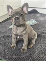 Wurfankündigung Französische Bulldogge Welpen für ausgesuchte Plätze
