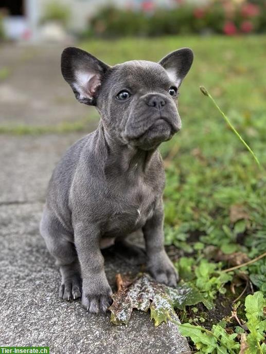 Bild 2: Wurfankündigung Französische Bulldogge Welpen für ausgesuchte Plätze