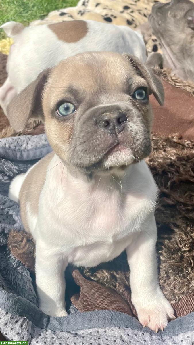 Bild 3: Wurfankündigung Französische Bulldogge Welpen für ausgesuchte Plätze