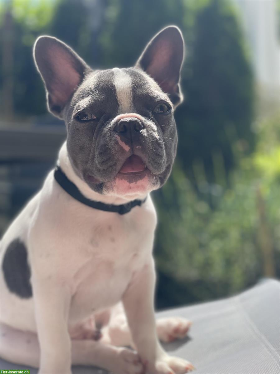 Bild 4: Wurfankündigung Französische Bulldogge Welpen für ausgesuchte Plätze