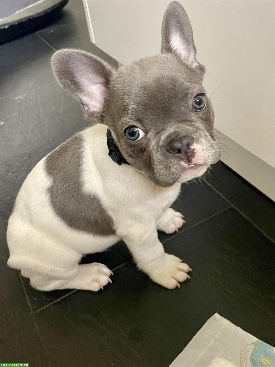 Bild 5: Wurfankündigung Französische Bulldogge Welpen für ausgesuchte Plätze