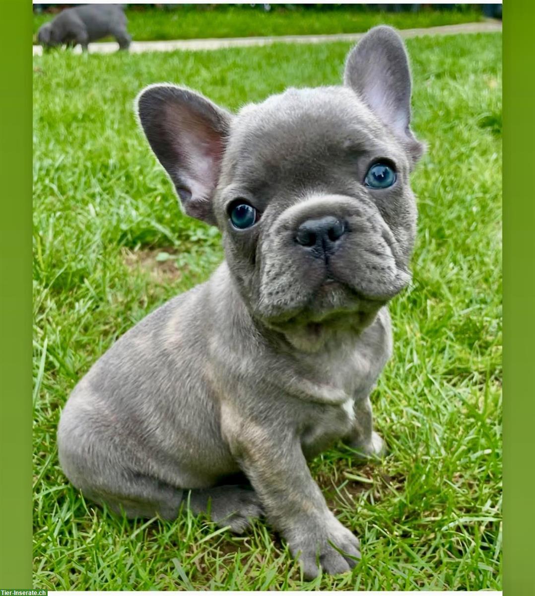 Bild 6: Französische Bulldogge Welpen für ausgesuchte Plätze 🐾❤️