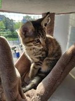 Bengal Kitten suchen ein Zuhause