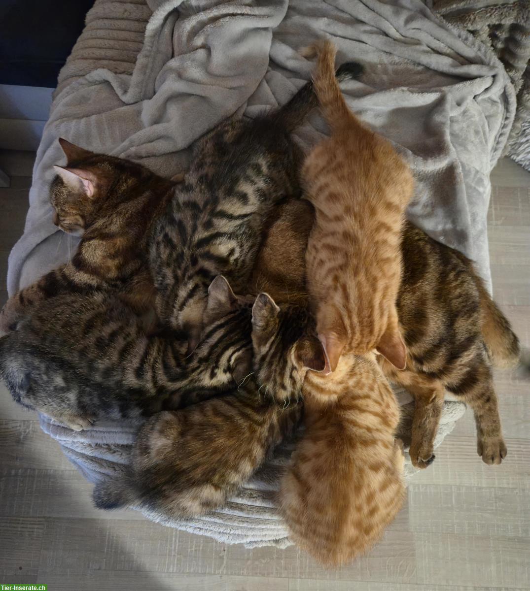 Bild 2: Bengal Kitten suchen ein Zuhause
