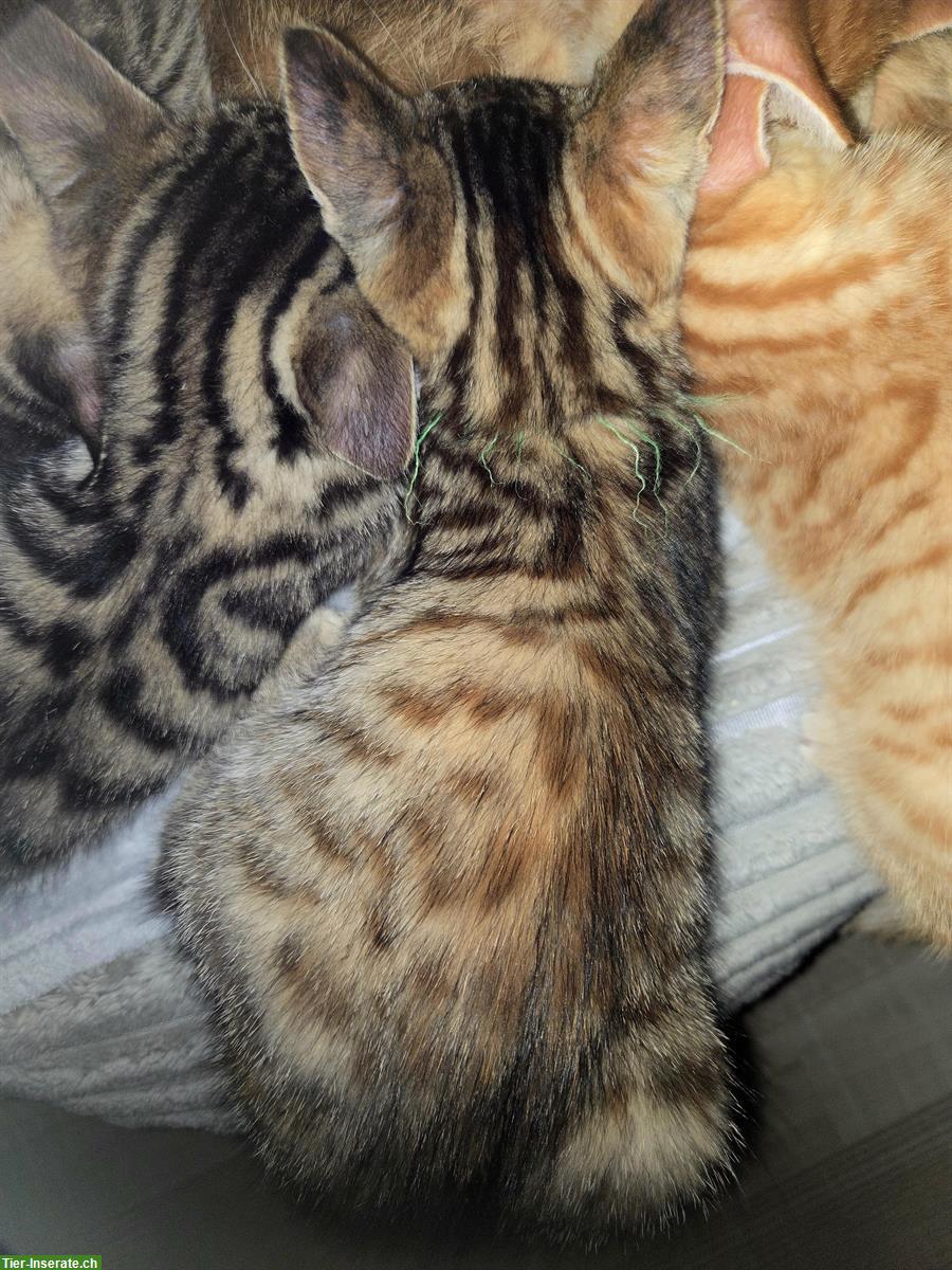 Bild 3: Bengal Kitten suchen ein Zuhause