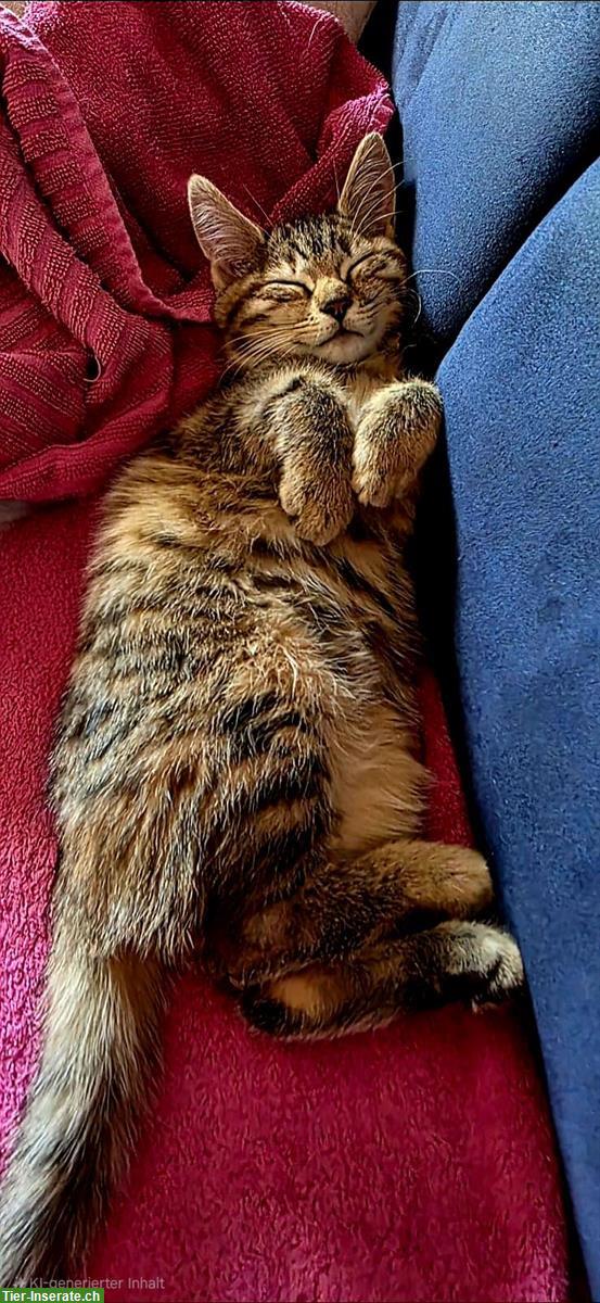 Bild 4: Bengal Kitten suchen ein Zuhause