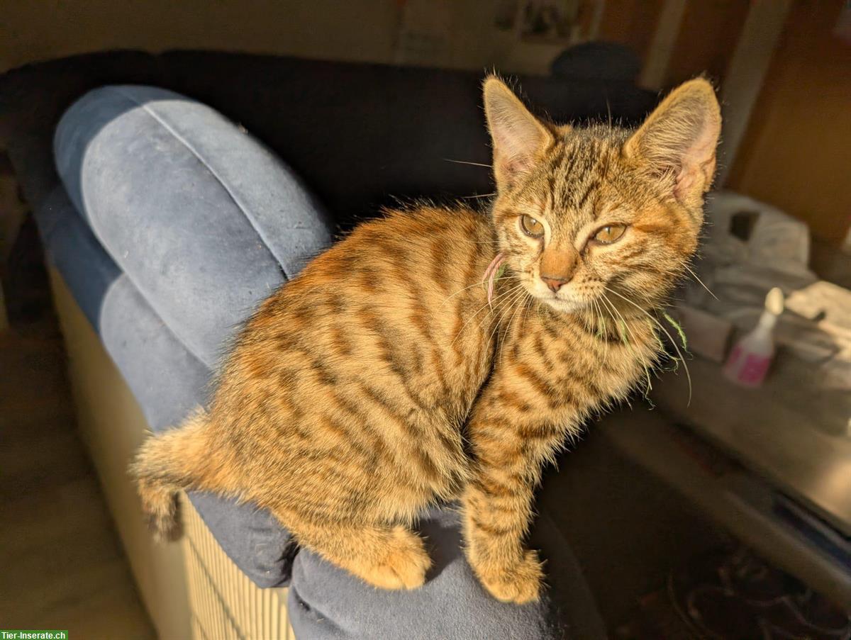 Bild 5: Bengal Kitten suchen ein Zuhause