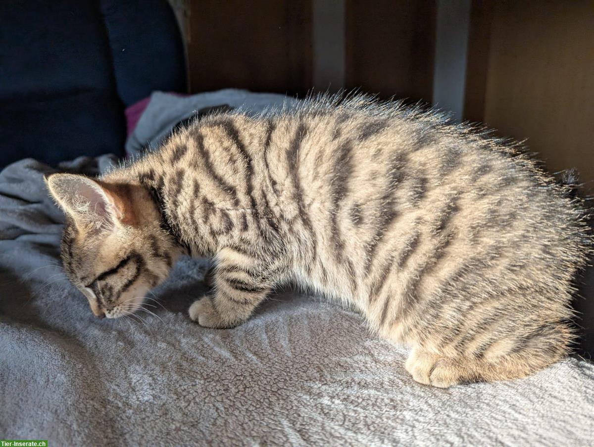 Bild 6: Bengal Kitten suchen ein Zuhause