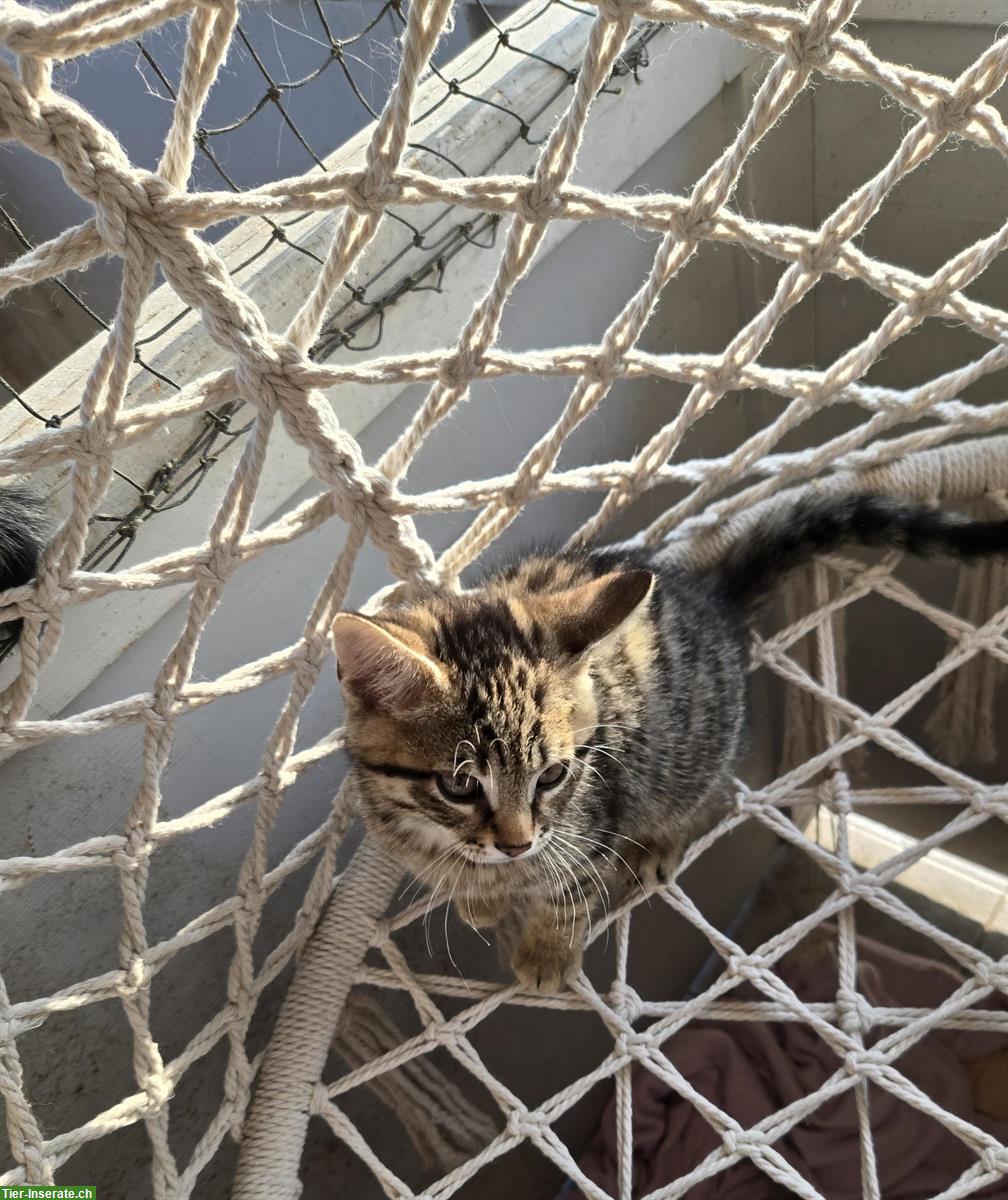 Bild 7: Bengal Kitten suchen ein Zuhause