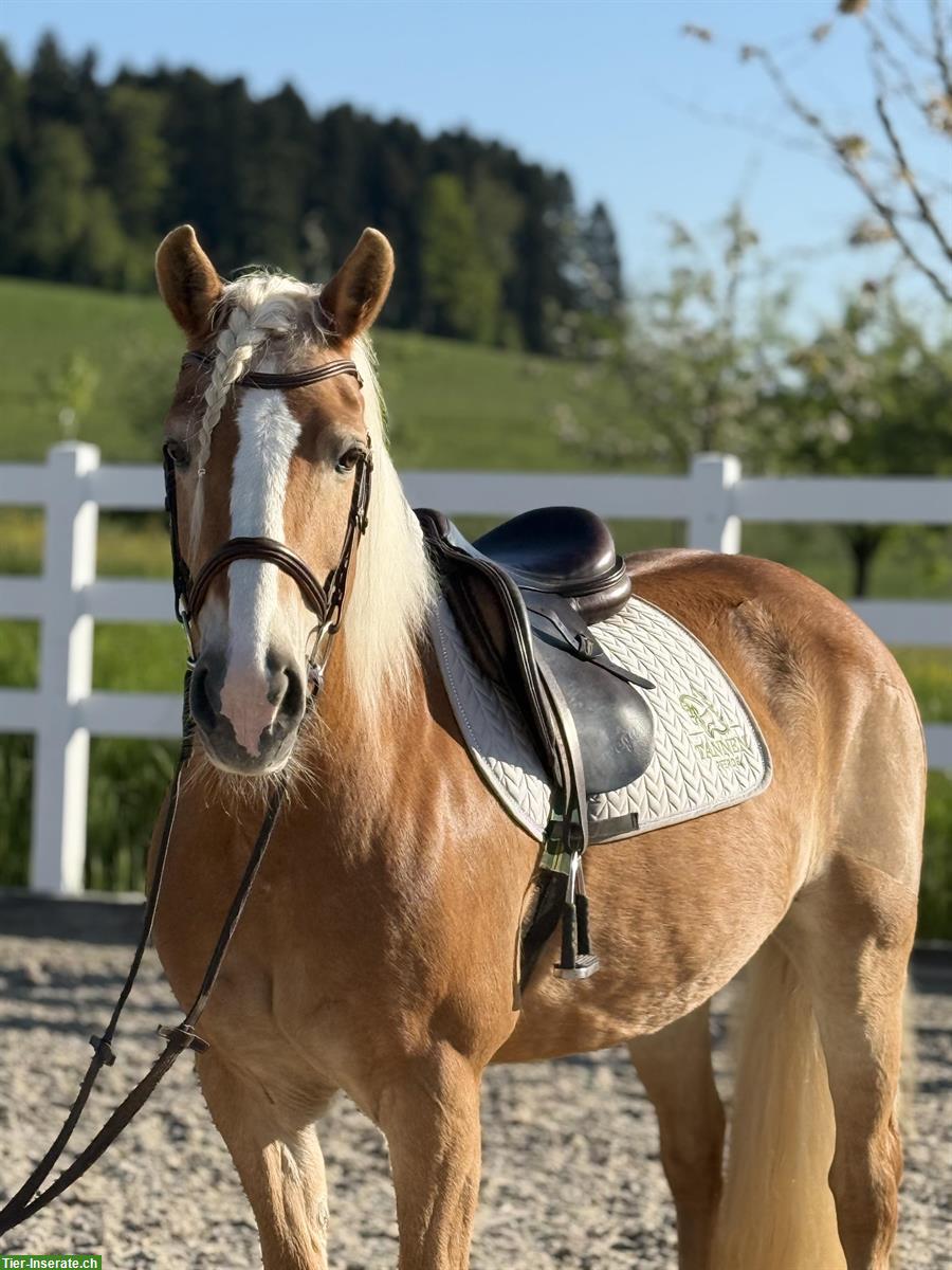 Brave Haflinger Stute, 1.48m, 19-jährig