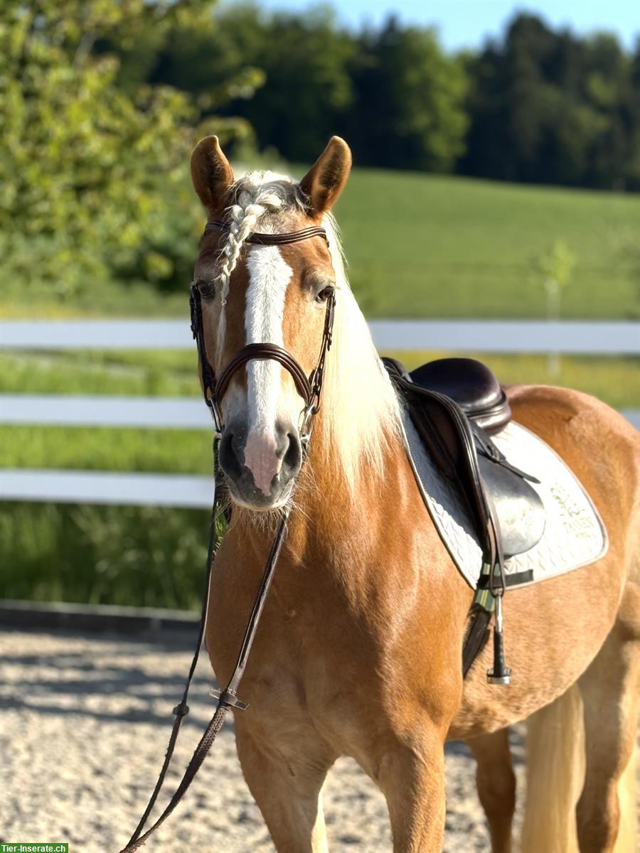 Bild 2: Brave Haflinger Stute, 1.48m, 19-jährig