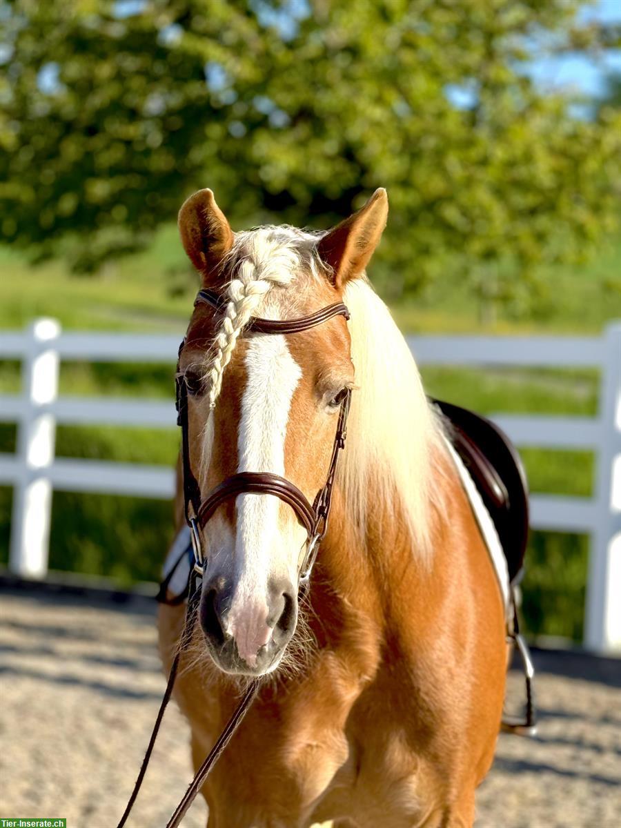 Bild 3: Brave Haflinger Stute, 1.48m, 19-jährig