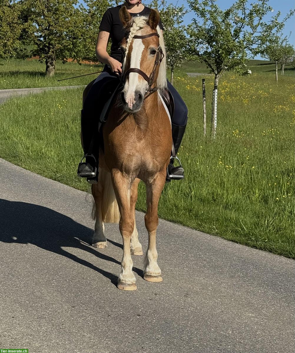 Bild 4: Brave Haflinger Stute, 1.48m, 19-jährig