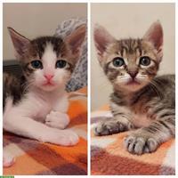 Lilo & Stitch: 2 Katzen Geschwister suchen liebes Zuhause