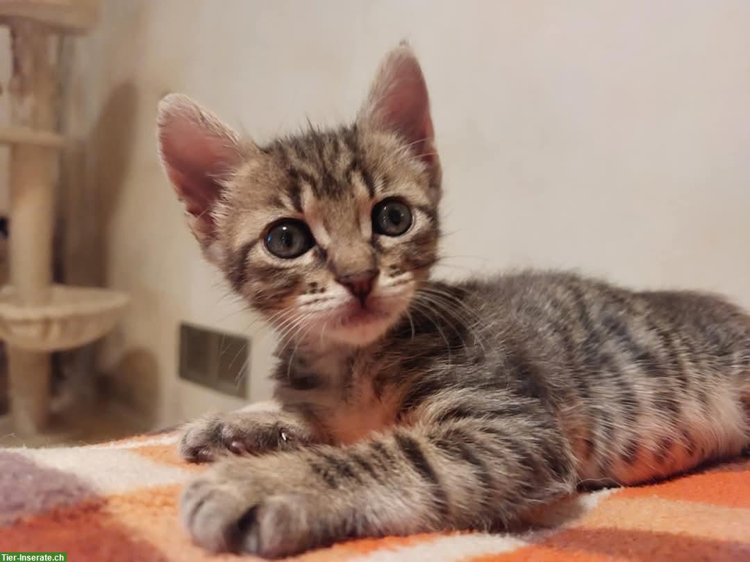 Bild 2: Lilo & Stitch: 2 Katzen Geschwister suchen liebes Zuhause