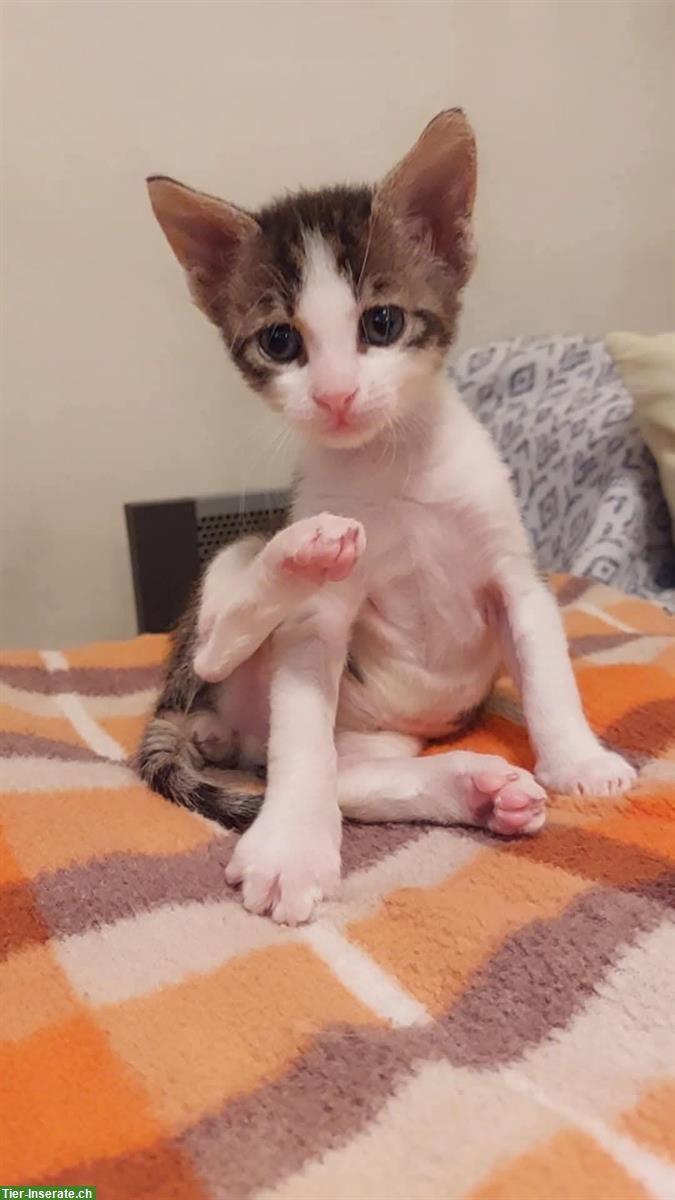 Bild 3: Lilo & Stitch: 2 Katzen Geschwister suchen liebes Zuhause
