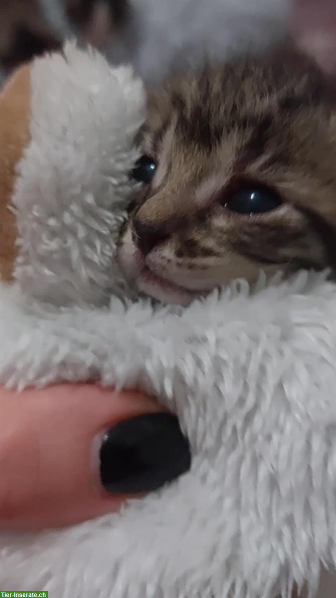 Bild 4: Lilo & Stitch: 2 Katzen Geschwister suchen liebes Zuhause