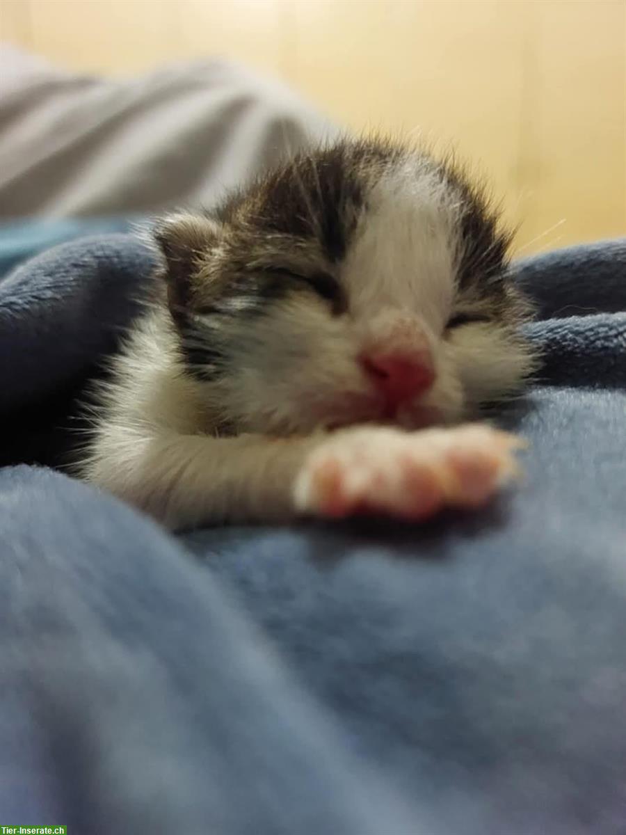 Bild 7: Lilo & Stitch: 2 Katzen Geschwister suchen liebes Zuhause