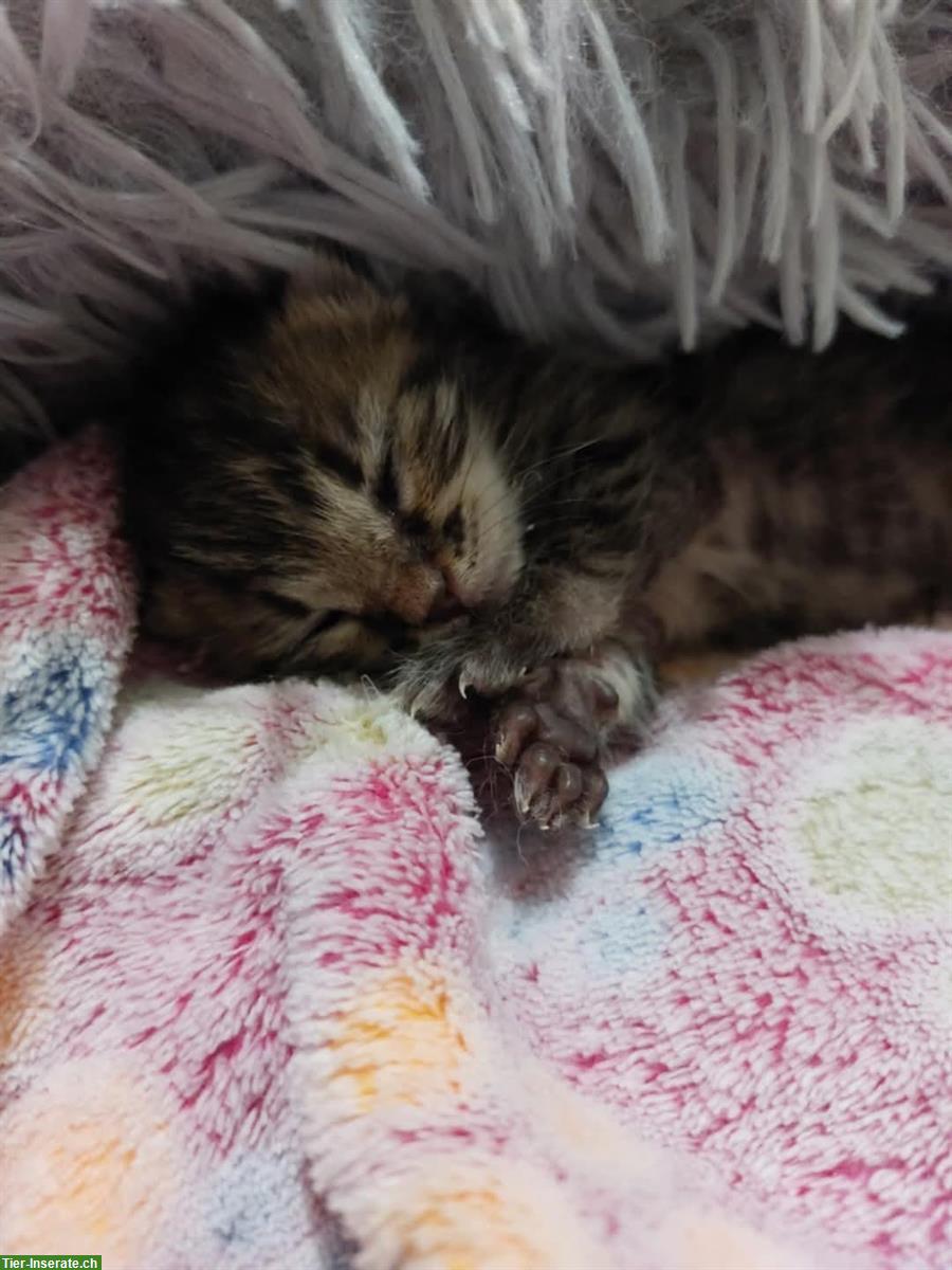 Bild 8: Lilo & Stitch: 2 Katzen Geschwister suchen liebes Zuhause