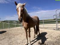 Deutsches Reitpony, 3-jährige Palomino Stute