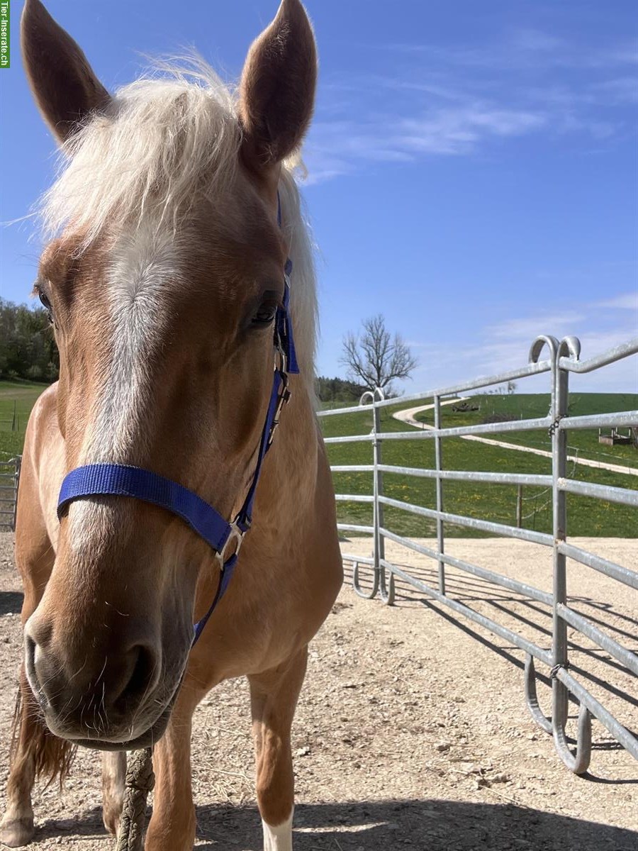 Bild 2: Deutsches Reitpony, 3-jährige Palomino Stute
