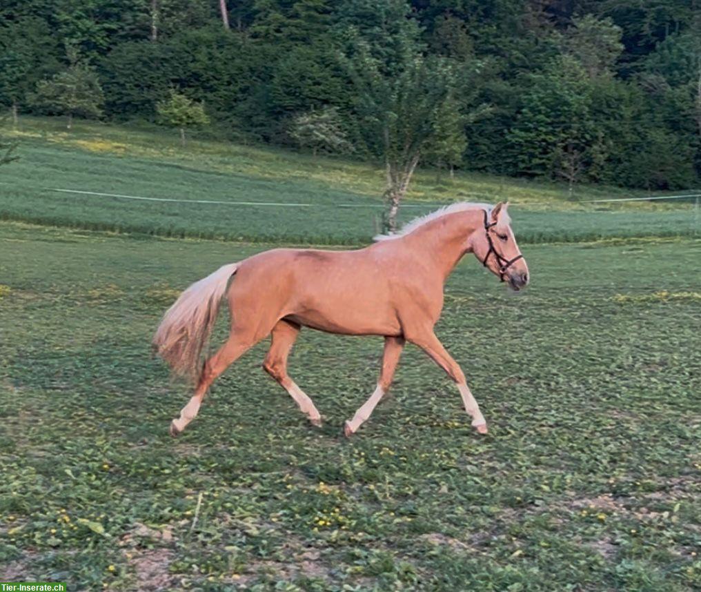 Bild 3: Deutsches Reitpony, 3-jährige Palomino Stute