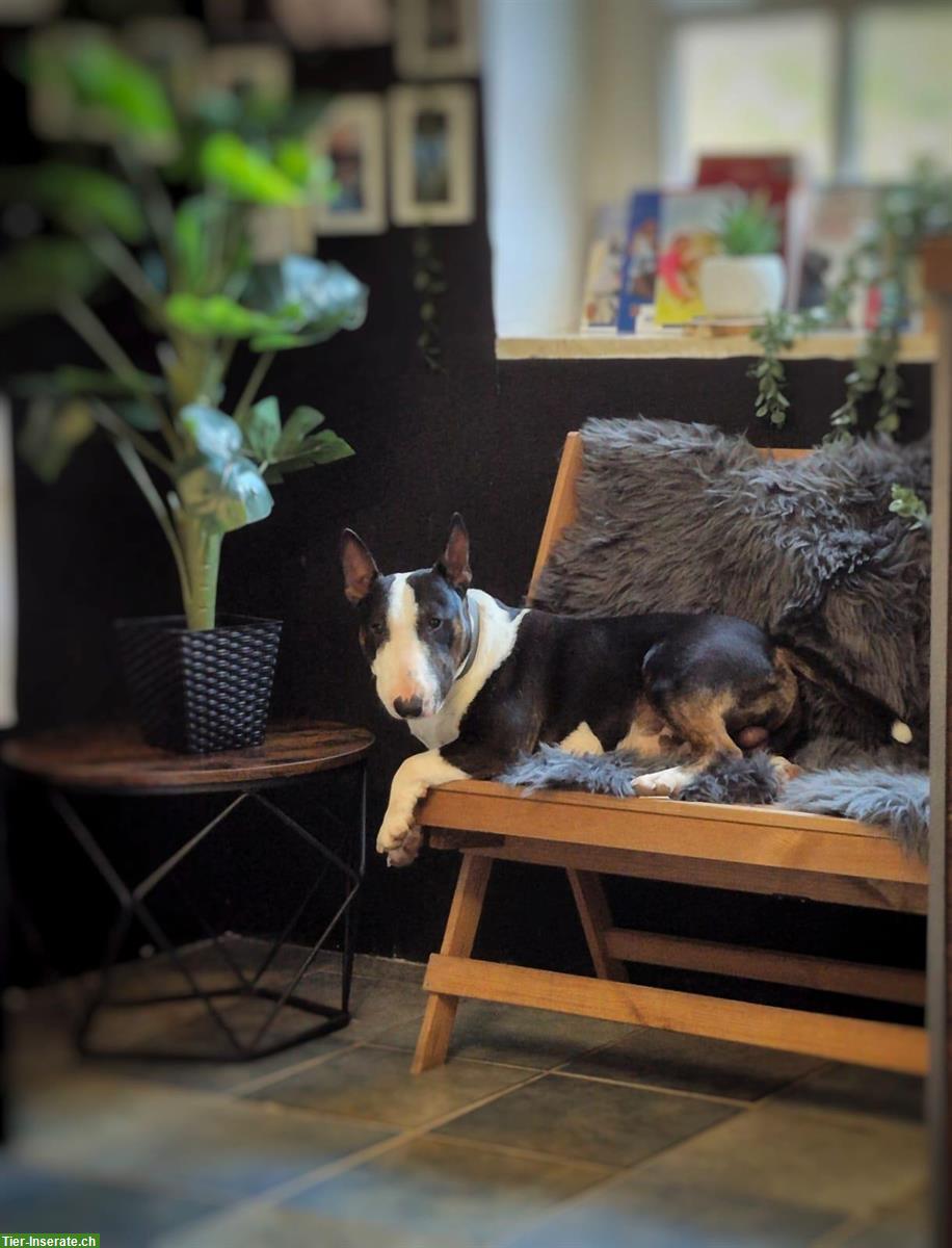 Herzensguter Miniatur Bullterrier Rüde, bald 2-jährig