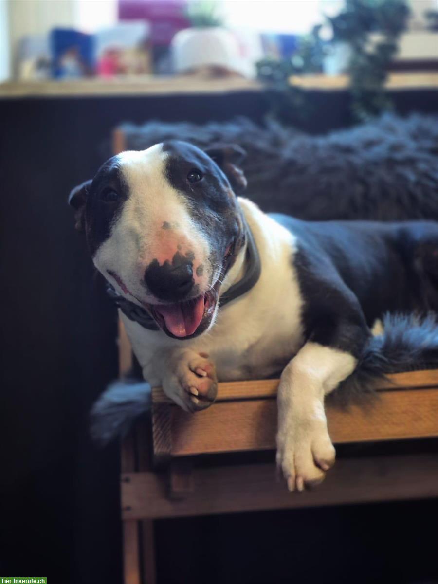 Bild 2: Herzensguter Miniatur Bullterrier Rüde, bald 2-jährig