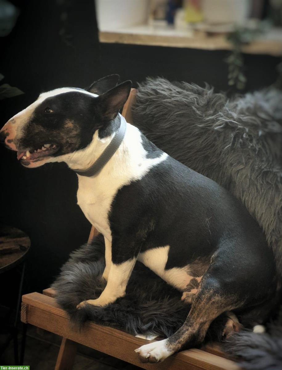 Bild 3: Herzensguter Miniatur Bullterrier Rüde, bald 2-jährig