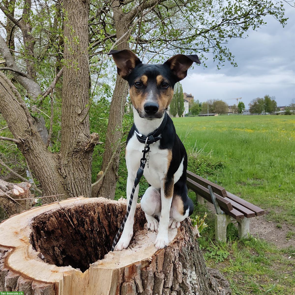 Parson Jack Russell Deckrüde sucht Hunde Damen