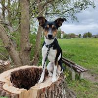 Parson Jack Russell Deckrüde sucht Hunde Damen