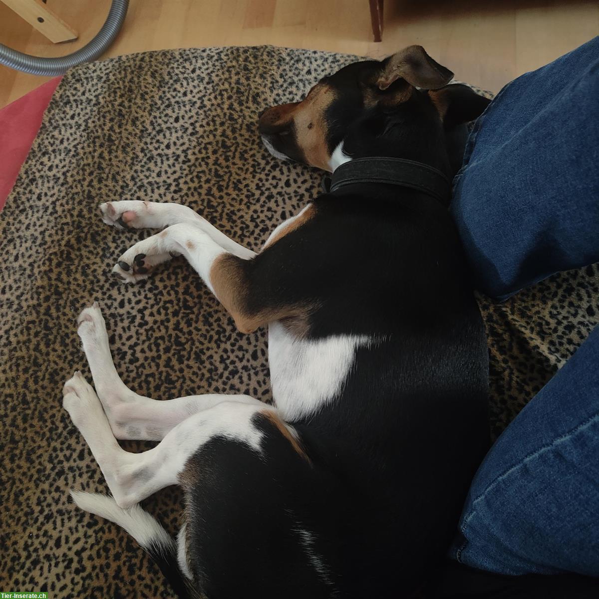 Bild 2: Parson Jack Russell Deckrüde sucht Hunde Damen