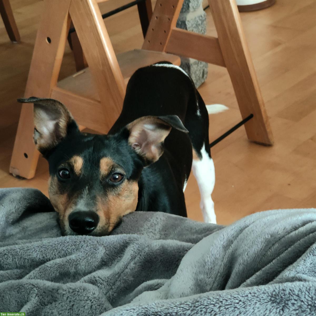 Bild 3: Parson Jack Russell Deckrüde sucht Hunde Damen