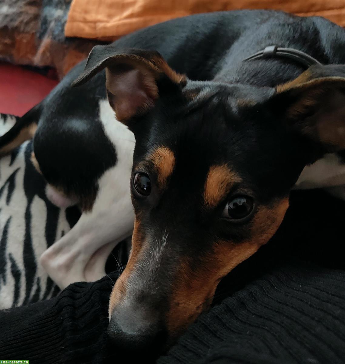 Bild 4: Parson Jack Russell Deckrüde sucht Hunde Damen