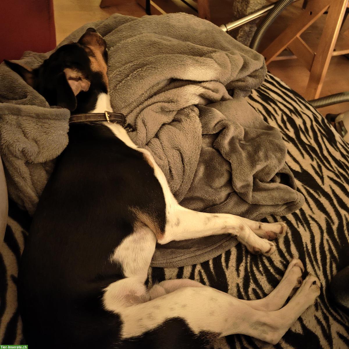Bild 5: Parson Jack Russell Deckrüde sucht Hunde Damen