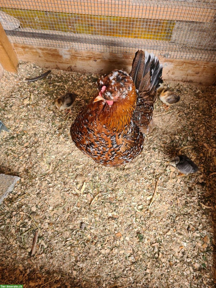 Bild 2: Schwedische Blumenhuhn Küken oder Glucke