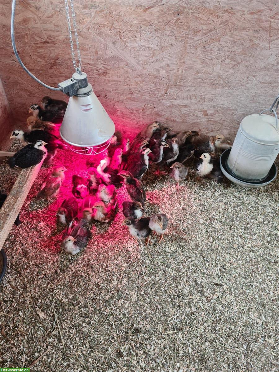 Bild 4: Schwedische Blumenhuhn Küken oder Glucke