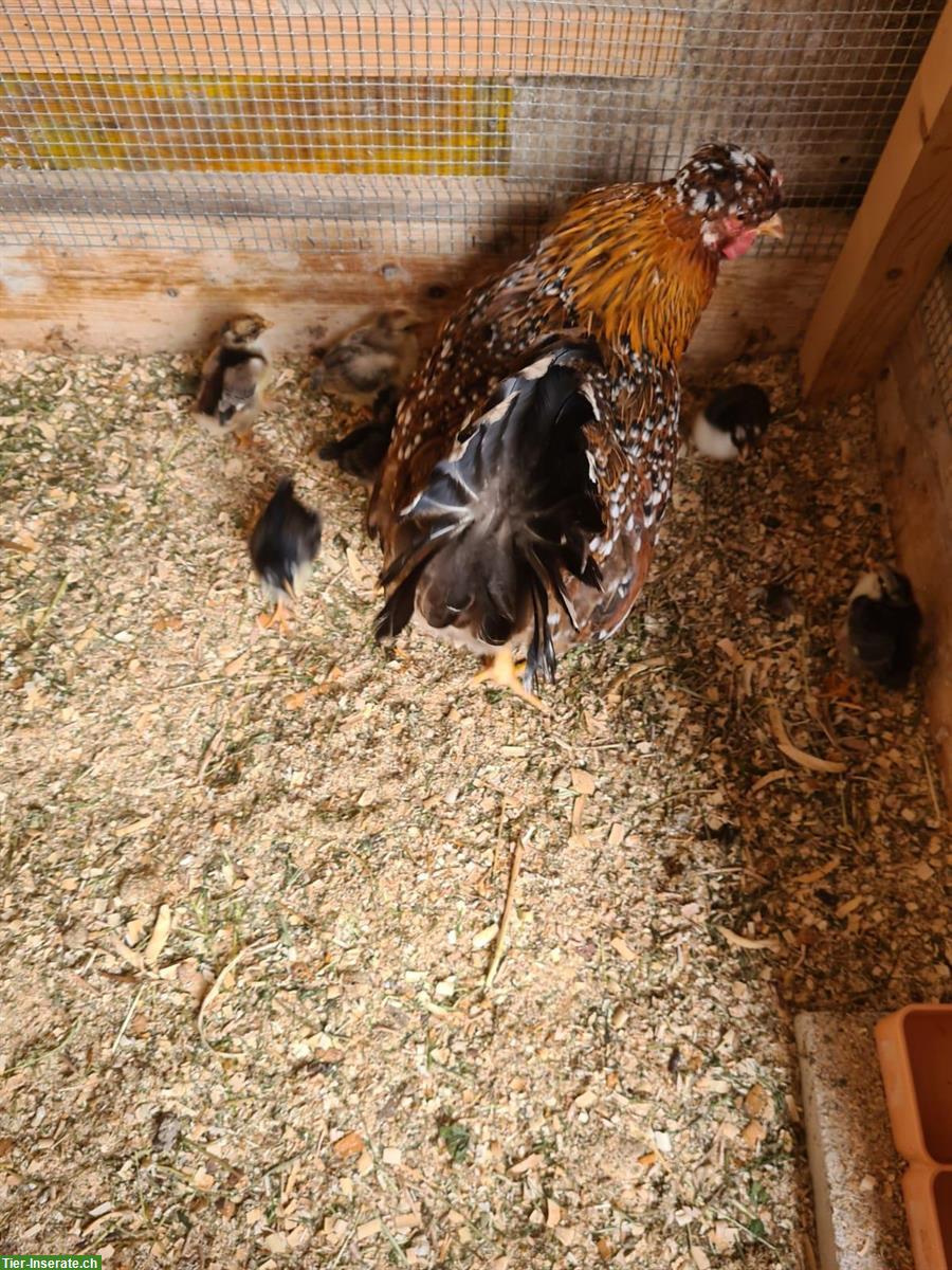 Bild 5: Schwedische Blumenhuhn Küken oder Glucke