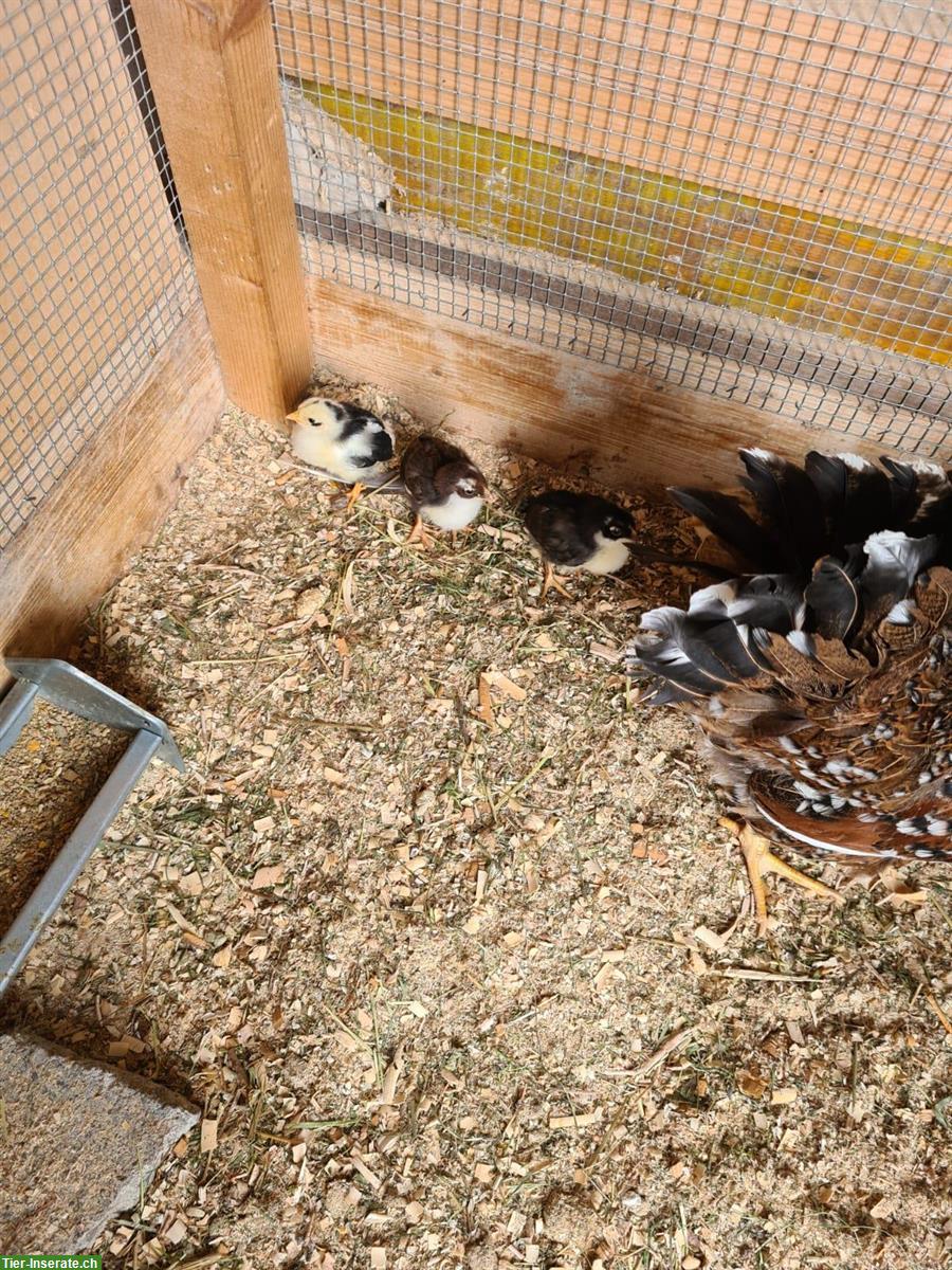 Bild 6: Schwedische Blumenhuhn Küken oder Glucke
