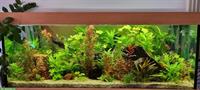 Aquarium 180x60x60cm mit Möbel, Besatz & Pflanzen