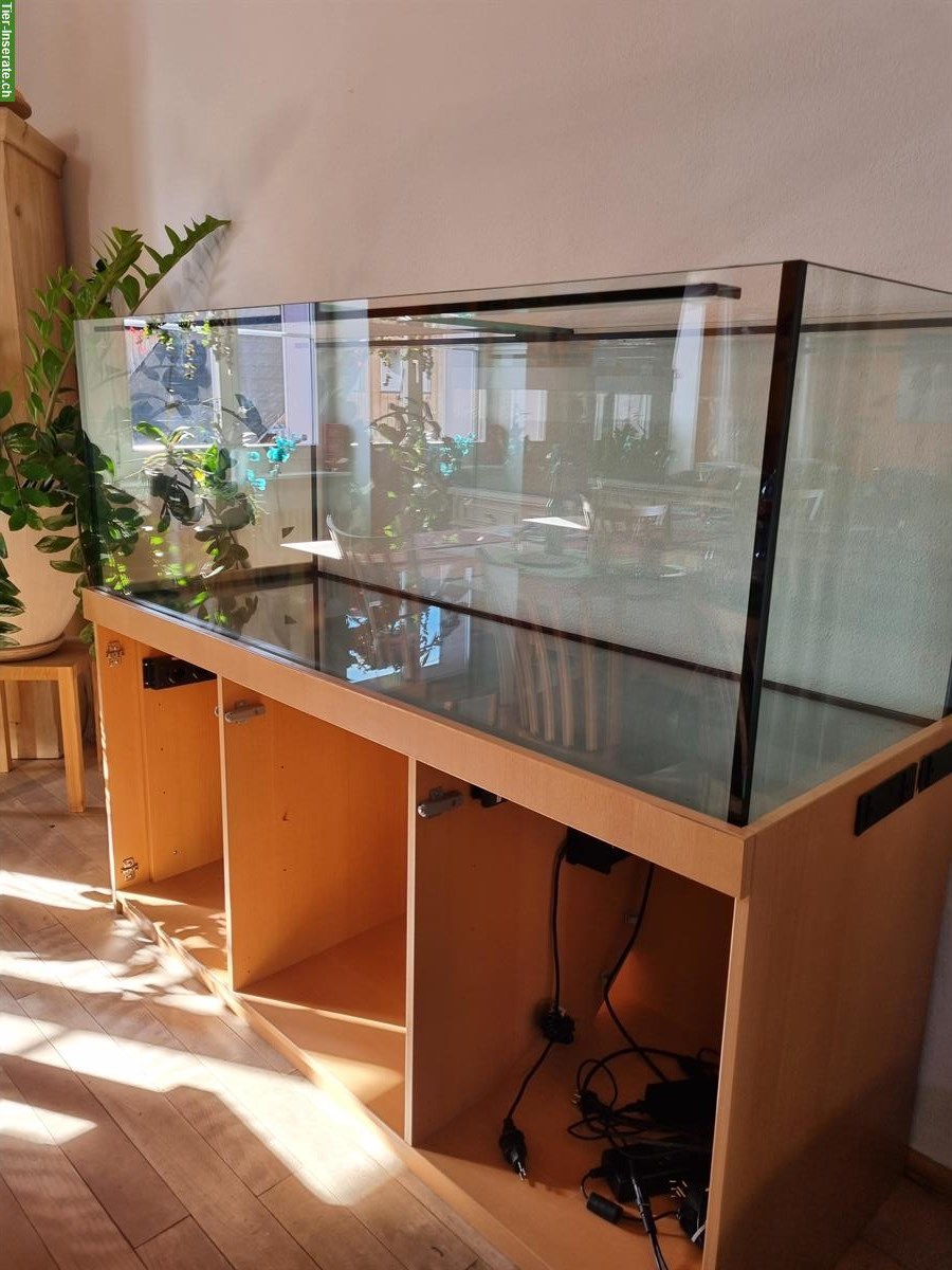 Bild 2: Aquarium 180x60x60cm mit Möbel, Besatz & Pflanzen