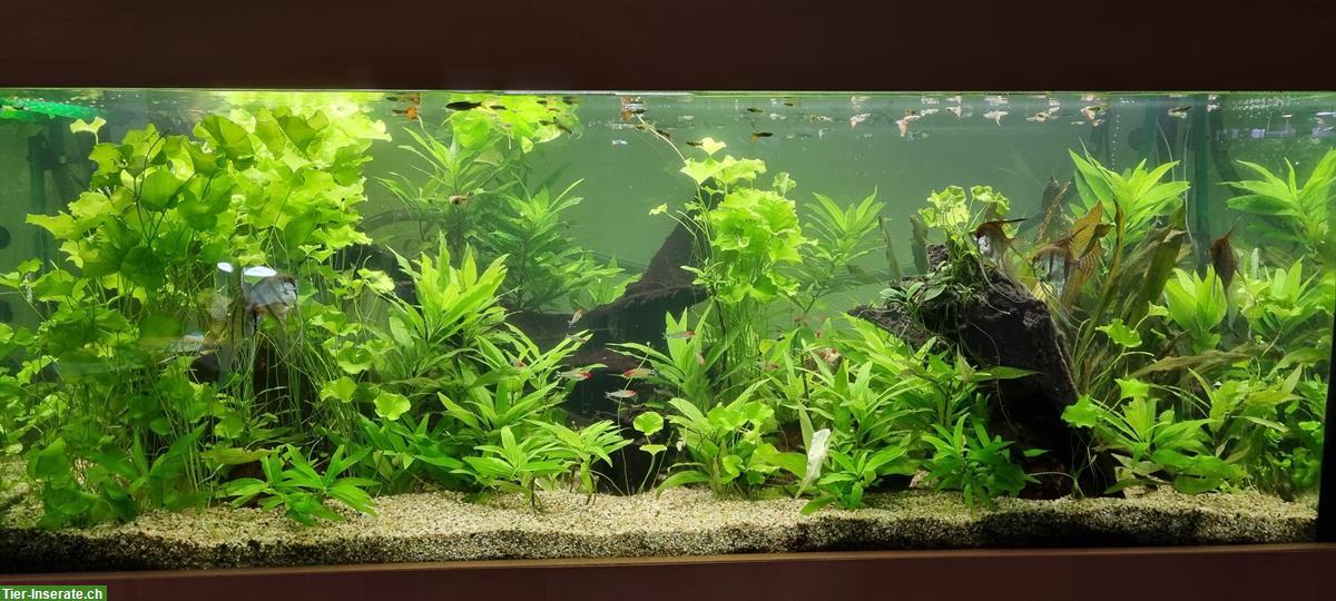 Bild 3: Aquarium 180x60x60cm mit Möbel, Besatz & Pflanzen