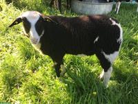 Junger Milchschaf-Widder zu verkaufen