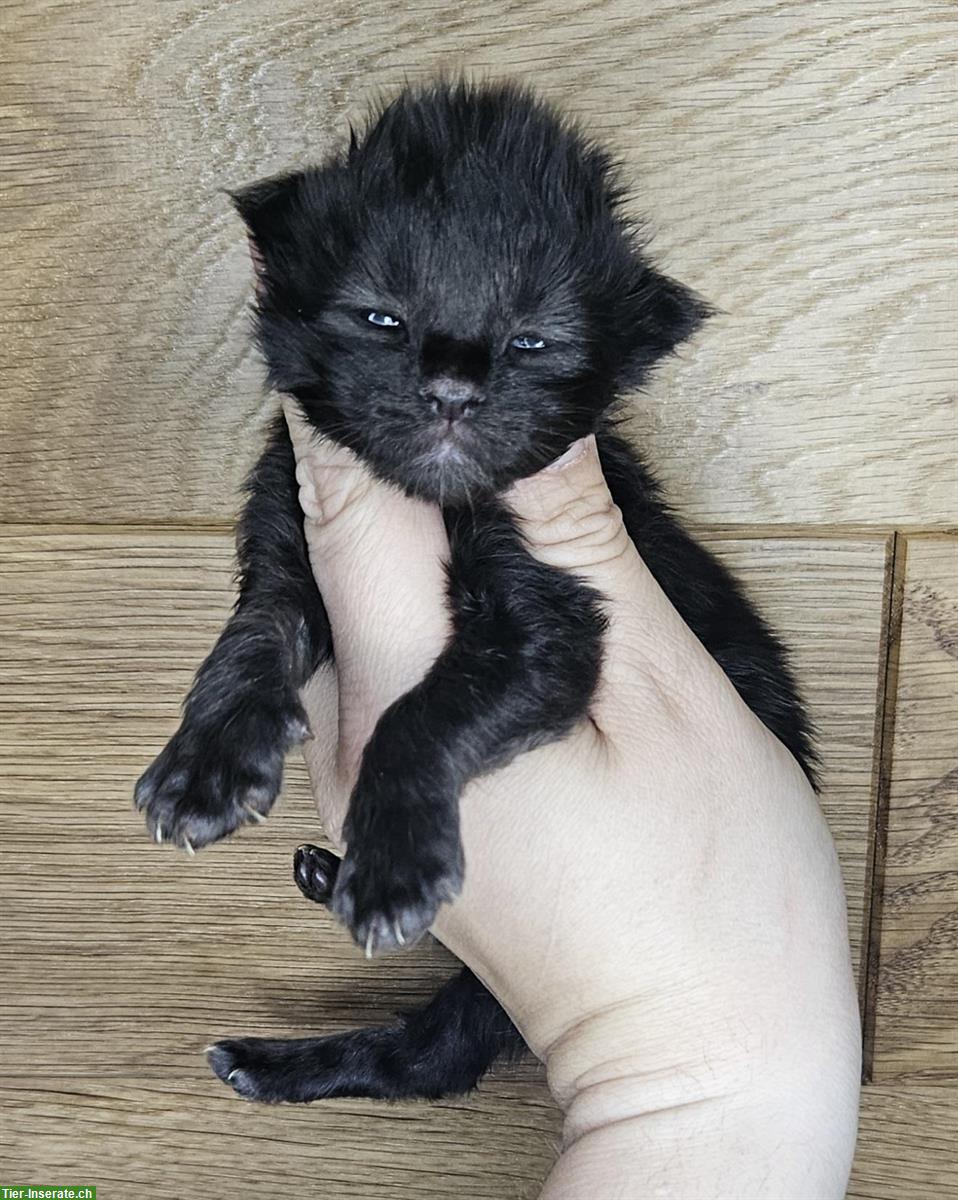Süsser Maine Coon Kater sucht sein Traumzuhause