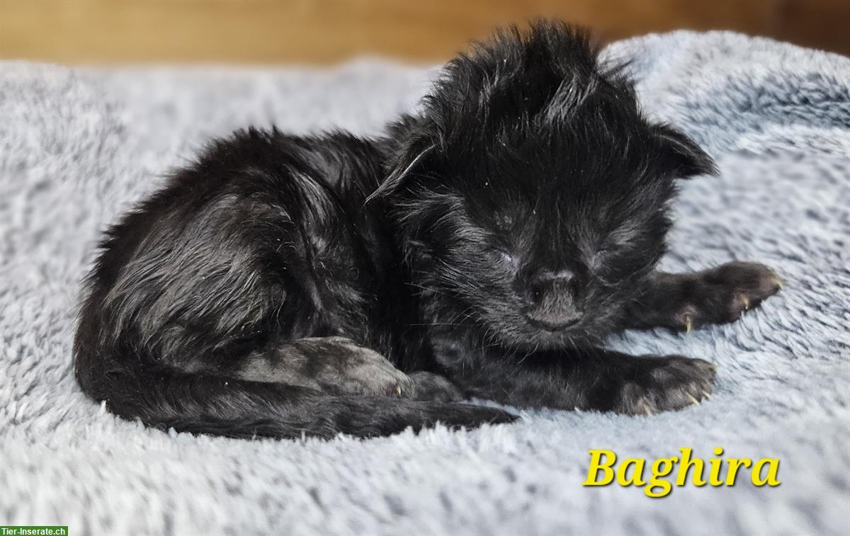 Bild 2: Süsser Maine Coon Kater sucht sein Traumzuhause