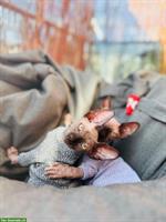 Canadian Sphynx Kitten, männlich