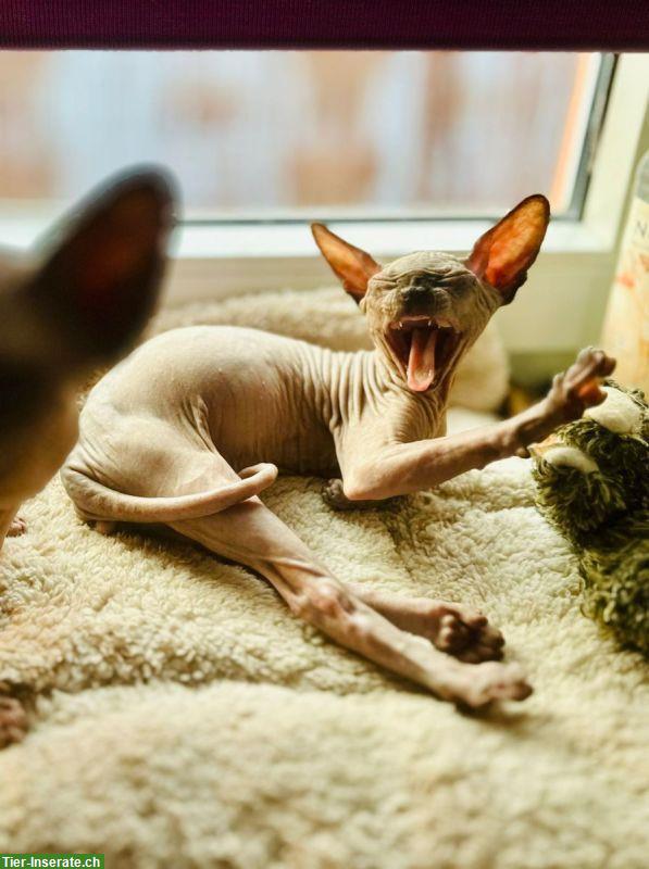 Bild 2: Canadian Sphynx Kitten, männlich